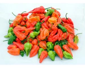 Naga Morich (P)