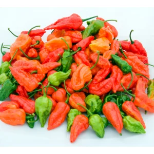 Naga Morich (P)